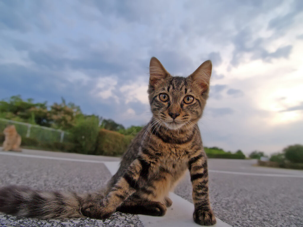 A brown tabby cat sits on pavement, looking directly at the camera, with a cloudy sky and another cat in the background.
